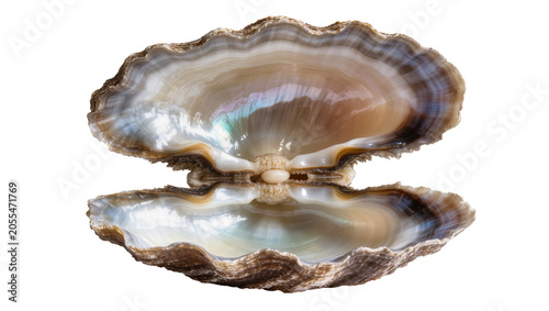 Fotografie Isolated opened clam shell with natural nacre, shiny mother of pearl, and small