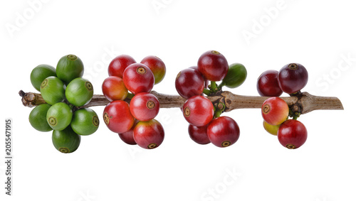 Schilderij op canvas Isolated coffee berries on branch showing different stages of ripeness from gree