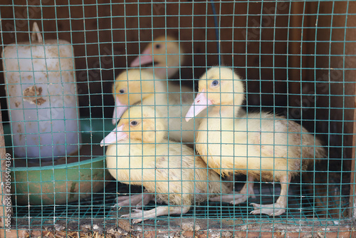 ducklings in a cage