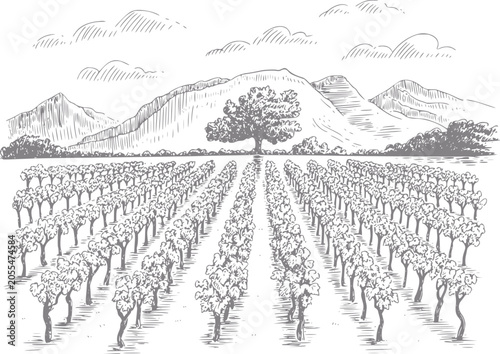 Photos Of a vineyard with mountains and a lone tree in the background