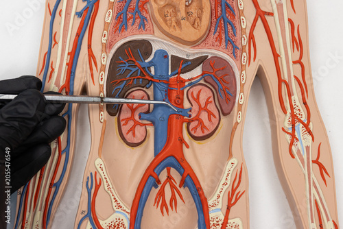 Pointer Showing The Renal Vein On Human Anatomy Model