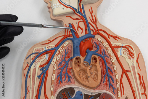 Pointer Showing The Right Common Carotid Artery On Human Anatomy Model