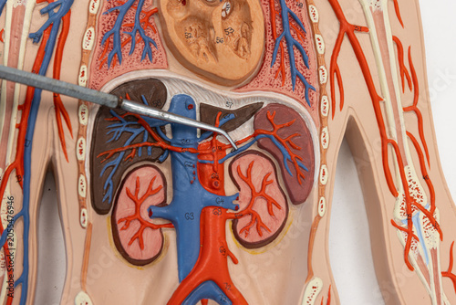 Pointer Showing The Splenic Vein On Human Anatomy Model