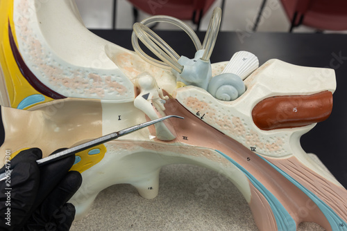 Quadro su tela Pointer Showing The Tympanic Cavity On Ear Anatomy Model