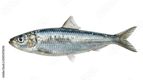 Fresh whole sardine fish isolated on white background with isolated, nutrition