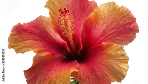 Schilderij op canvas Isolated blooming hibiscus flower showcasing vibrant red and orange petals with