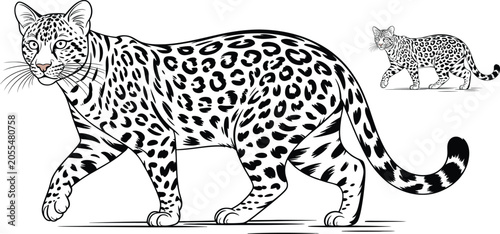 Canvas Print Black and white leopard illustration, vector leopard graphics, wild animal desig