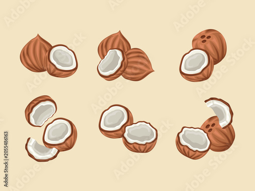 Coconut Illustration Fresh Tropical Fruit Vector for Healthy Food and Summer Nature Design
