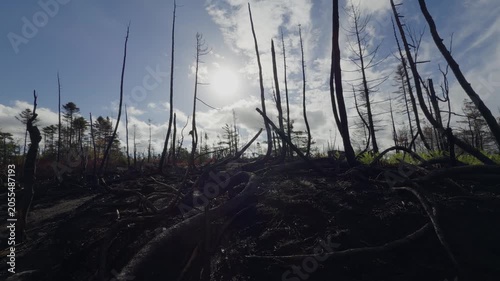 The destruction caused by a forest fire in Halifax, Nova Scotia. Burned trees stand in the sunlight. The sky is clear, revealing the extent of the damage