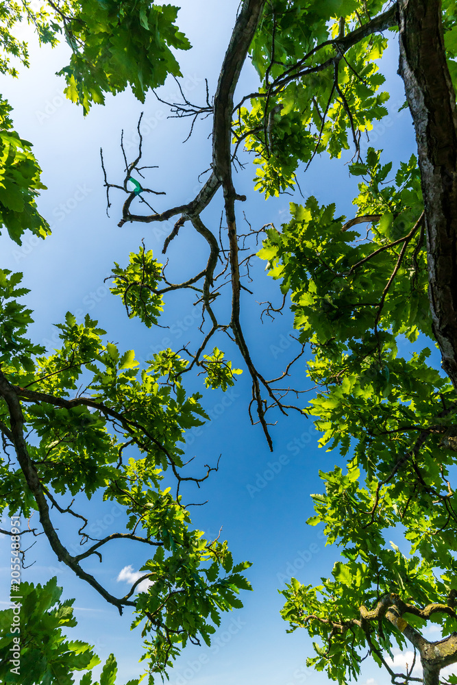Fototapeta premium Grüne Blätter und blauer Himmel