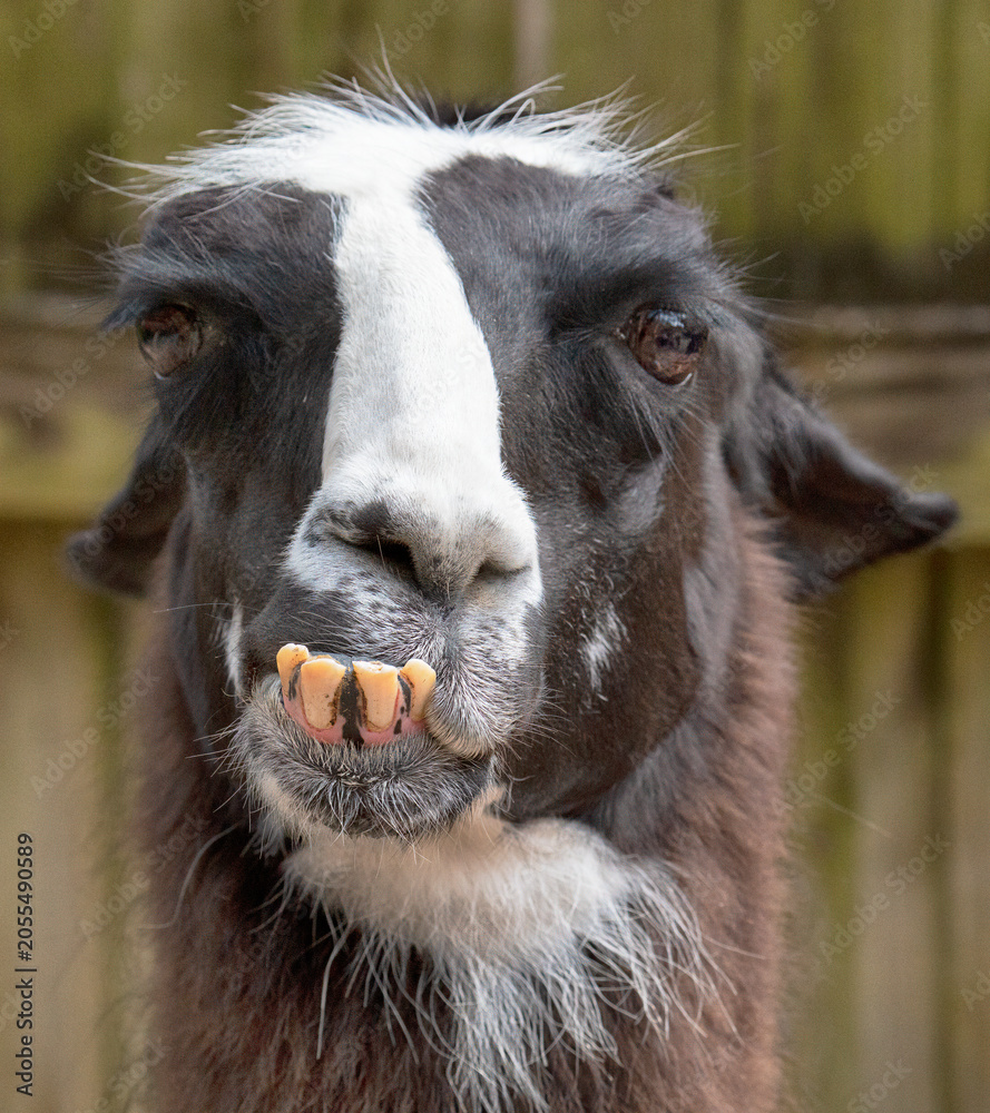 Naklejka premium Portrait of an Alpaca with funny teeth protruding