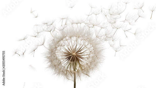 Schilderij op canvas Isolated beautiful full dandelion clock with many delicate seeds flying away fre
