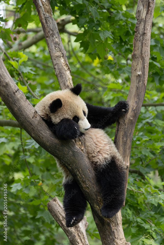 Fototapeta premium Close up Funny pose of Little panda sleeping on the tree, Chengdu, China