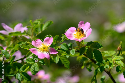 Busy Bee on Wild Rose