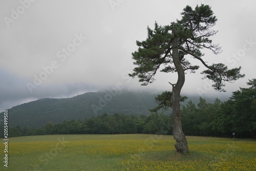 Fotografie Lone pine tree on misty grassland in early summer, Japan