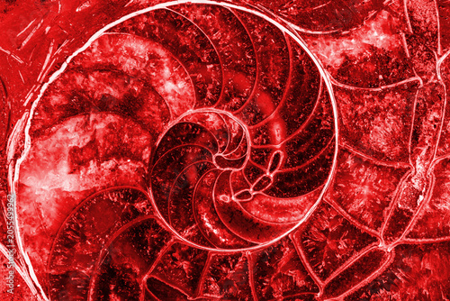 Schilderij op canvas abstract red texture of ammonite with a golden section in a close-up