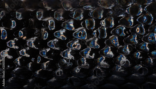 Foto Macro scaly snake skin