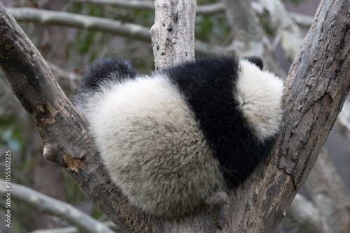 Close up Funny pose of Little panda sleeping on the tree, Chengdu, China