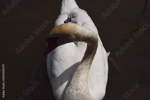 Obraz na płótnie A mute swan swims in a pond with her cygnet on her back.