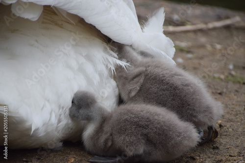 Young mute swan cygnets snuggle under their mother's wing.
