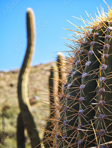 Wild mountain landscape along scenic Route 40 with giant desert plants and white sand.