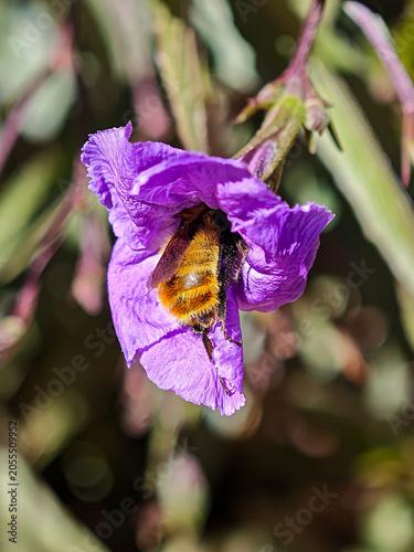 Extreme close up of a busy bee gathering pollen on flower petals, nature background.