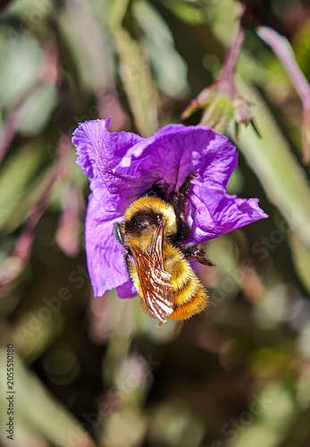 Macro shot of a honey bee pollinating a bright yellow flower in spring.