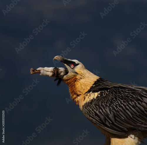 QUEBRANTAHUESOS (Gypaetus babatus)