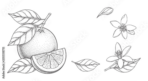 Fotografie Hand drawn orange fruit slice leaves and blossoms leaf