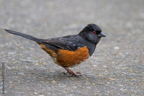 Obraz na płótnie Spotted Towhee (Pipilo maculatus) on Bainbridge Island, WA