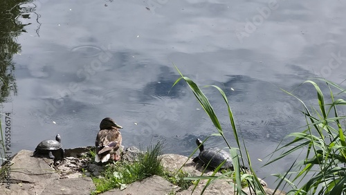 Foto Mallard duck and basking turtles on stone pond shore