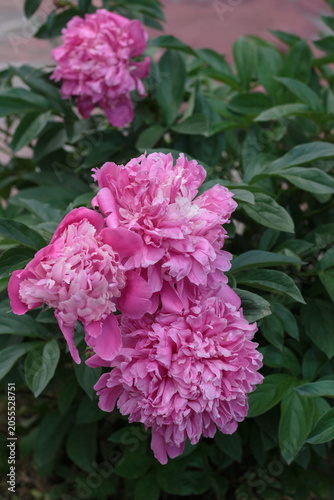 фотографія Close-up of lush pink double peony flowers blooming in a cluster among rich green leaves in the garden
