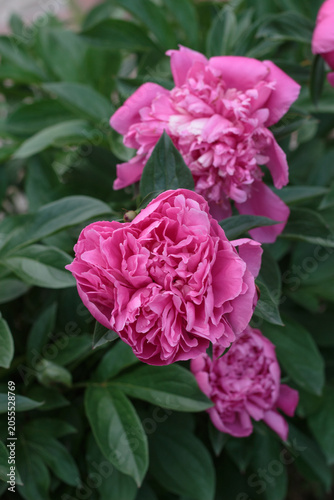 Tableau sur toile Close-up of lush pink double peony flowers blooming in a cluster among rich green leaves in the garden