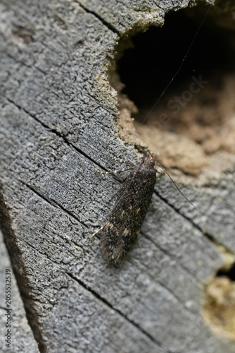 Εκτύπωση καμβά Closeup on a small brown Gelechiidae moth, Bryotropha affinis which likes bound