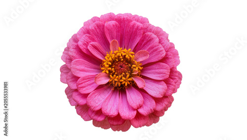 Bild auf Leinwand Isolated vibrant pink zinnia flower bloom with intricate petals and bright orang