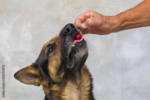 Bild auf Leinwand German Shepherd Dog Tasting a Fresh Red Sweet Cherry from Human Hand