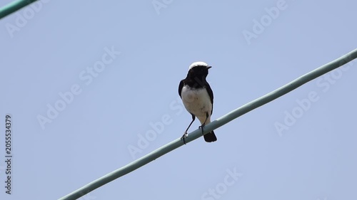 Cyprus wheatear (Oenanthe cypriaca) male perched on an electric wire