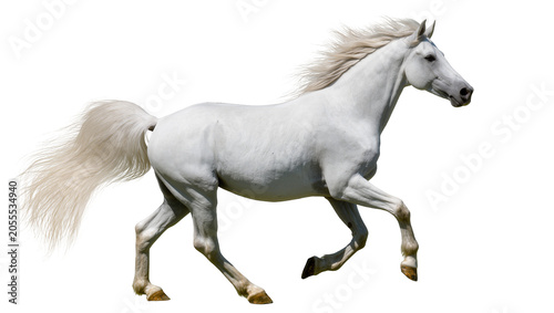 Photos Isolated majestic white Arabian horse galloping gracefully in full stride with f