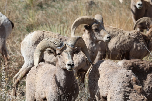 Foto a group of bighorn sheep rams