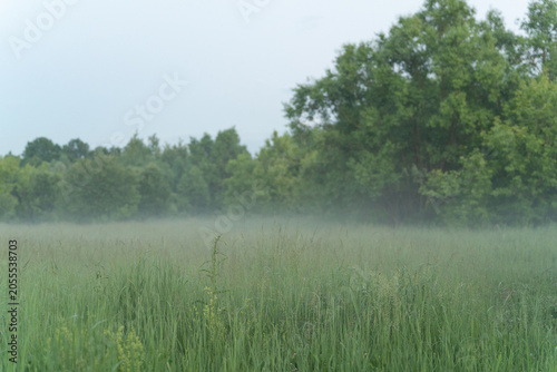 Принти на полотні Green field with trees with evening summer mist