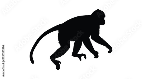 Photography Monkey Silhouette Against A White Background Black Shape
