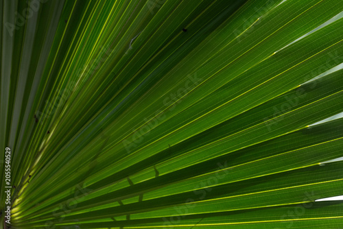 Sunlit Tropical Palm Leaf Close-Up, texture and pattern of Palm Leaf