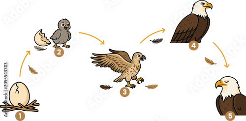 Canvas-taulu Bald Eagle Life Cycle Vector Infographic Set Showing Growth Stages From Egg In N