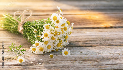 Fresh chamomile bouquet tied with twine lying on rustic weathered wood in warm golden sunset light