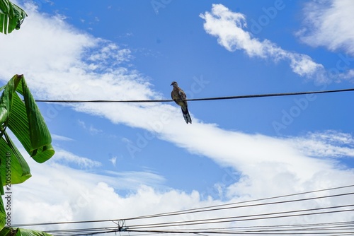 Foto Solitary pigeon's vigil on power lines under a cloudy sky