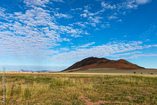 Green plants start showing after the rains in the Namib Desert