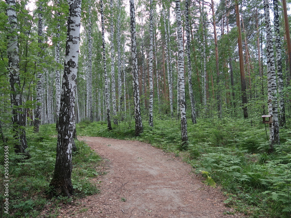 Fototapeta premium path in the woods
