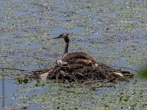 Great crested grebe (Podiceps cristatus) sitting on a nest in a pond