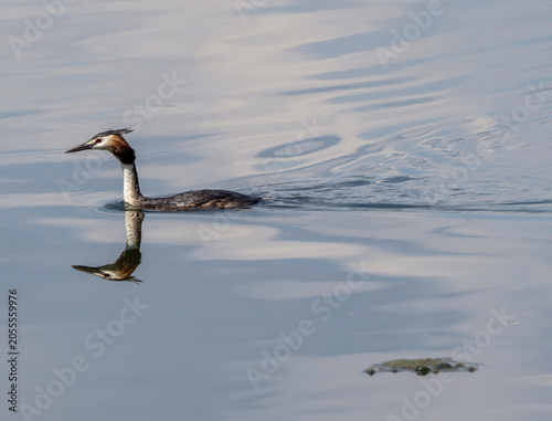 Great crested grebe (Podiceps cristatus) sitting on a nest in a pond