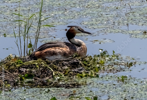 Great crested grebe (Podiceps cristatus) sitting on a nest in a pond